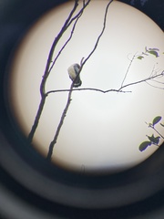 Leucopternis semiplumbeus
