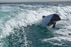 Cephalorhynchus commersonii