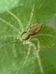 Philodromus albidus
