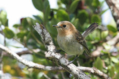 Chasiempis sclateri