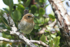 Chasiempis sclateri