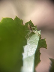 Philodromus albidus