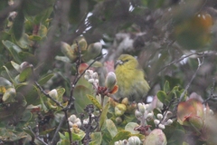 Chlorodrepanis stejnegeri