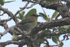 Chlorodrepanis stejnegeri
