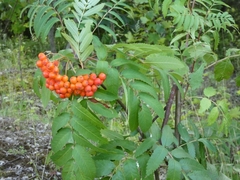 Sorbus aucuparia