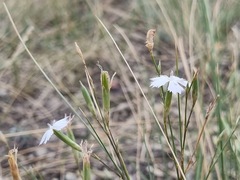 Dianthus