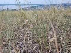 Dianthus