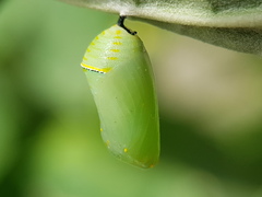 Danaus chrysippus