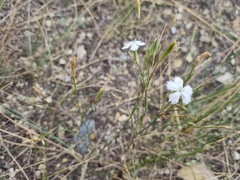 Dianthus