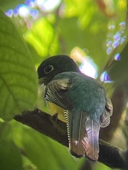 Trogon caligatus