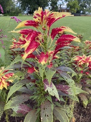 Amaranthus tricolor