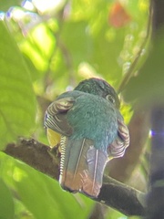 Trogon caligatus