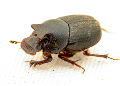 Onthophagus browni