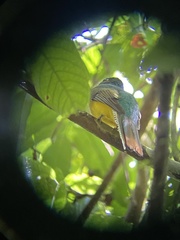 Trogon caligatus