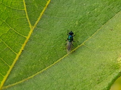 Prosopochrysa vitripennis