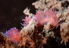 Unidentia aliciae
