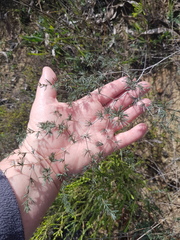 Asparagus exuvialis