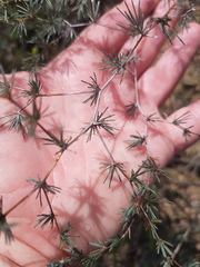 Asparagus exuvialis
