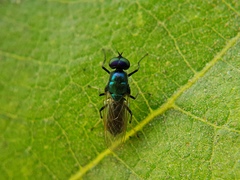 Prosopochrysa vitripennis