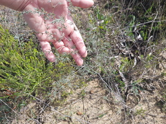 Asparagus exuvialis