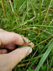 Polygala verticillata isocycla