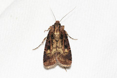 Opigena polygona