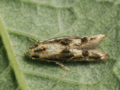 Blastodacna atra