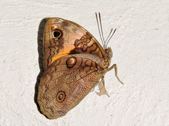 Opsiphanes tamarindi tamarindi