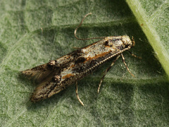 Blastodacna atra