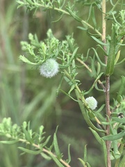 Rhopalomyia gemmaria