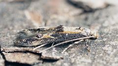 Blastodacna atra