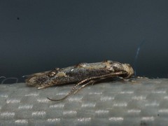 Blastodacna atra
