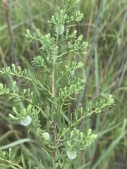 Rhopalomyia gemmaria