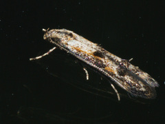 Blastodacna atra