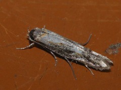 Blastodacna atra
