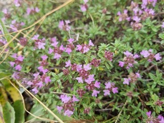 Thymus