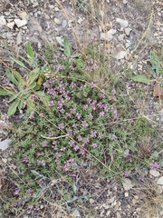 Thymus