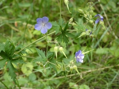 Geranium pratense
