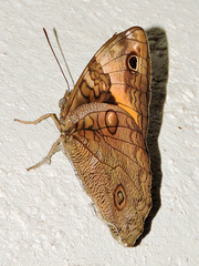 Opsiphanes tamarindi tamarindi