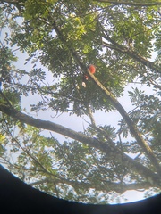 Trogon massena