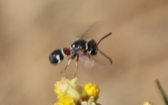 Maricopodynerus