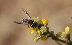 Maricopodynerus