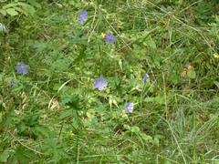 Geranium pratense