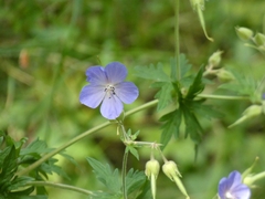 Geranium pratense