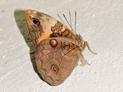 Opsiphanes tamarindi tamarindi