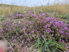 Thymus