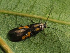 Chrysoclista lathamella