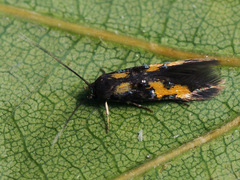 Chrysoclista lathamella