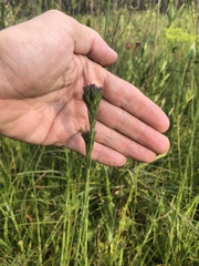 Carphephorus pseudoliatris