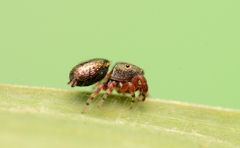 Sassacus cyaneus